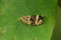 Celypha lacunana