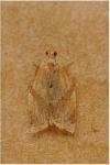 Clepsis consimilana