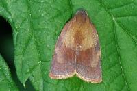 Cacoecimorpha pronubana