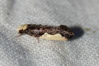 Monopis monachella
