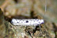 Yponomeuta plumbella