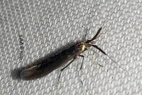 Coleophora mayrella