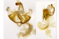 Coleophora mayrella