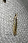 Coleophora therinella