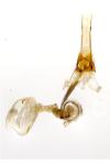 Coleophora therinella