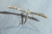 Emmelina monodactyla