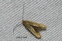 Coleophora lutipennella