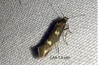 Scythris scopolella