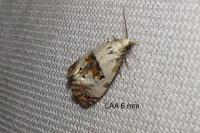 Neocochylis hybridella