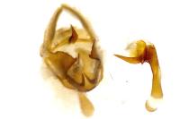 Neocochylis hybridella
