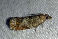 Ancylis achatana