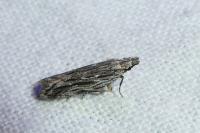 Anarsia innoxiella