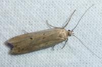 Acompsia antirrhinella/tripunctella