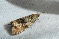 Celypha lacunana