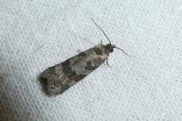 Cnephasia