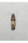 Spilonota ocellana