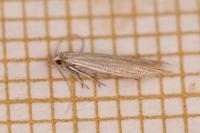 Coleophora maritimella