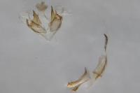Coleophora maritimella