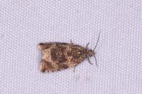 Celypha lacunana
