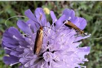 Nemophora metallica