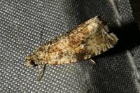 Celypha lacunana