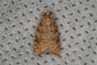 Aleimma loeflingiana
