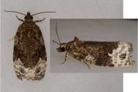 Apotomis capreana