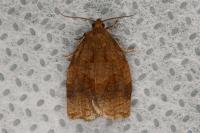 Archips rosana