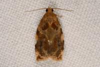 Archips xylosteana