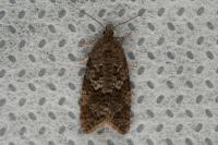 Cnephasia