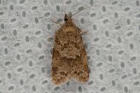 Cnephasia