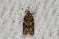 Cnephasia