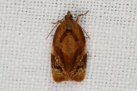 Ditula angustiorana
