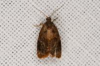 Ditula angustiorana