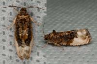 Hedya nubiferana
