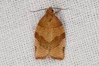 Pandemis cerasana