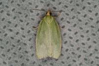 Tortrix viridana