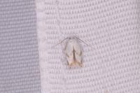 Pseudopostega crepusculella