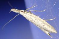 Pleurota gallicella