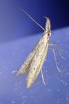 Pleurota gallicella