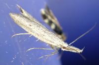 Pleurota gallicella