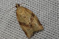 Clepsis consimilana