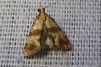 Phalonidia contractana