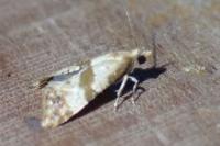 Phalonidia contractana