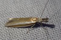 Pleurota aristella