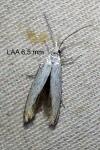 Coleophora kuehnella