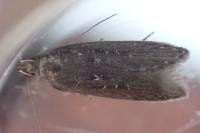 Neofaculta ericetella