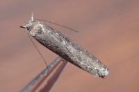 Neofaculta ericetella