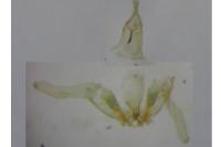 Neofaculta ericetella