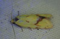 Agapeta hamana